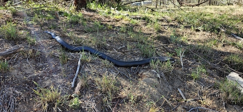 Red-bellied Black Snake sighting