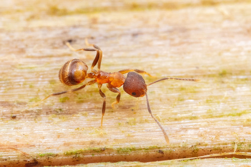 Brachymyrmex santschiiBrachymyrmex santschii