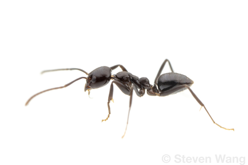 Linepithema iniquumLinepithema iniquum