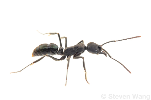 新猛蚁铜色Neoponera aenescens