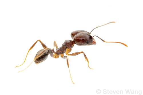 Pheidole innuptaPheidole innupta