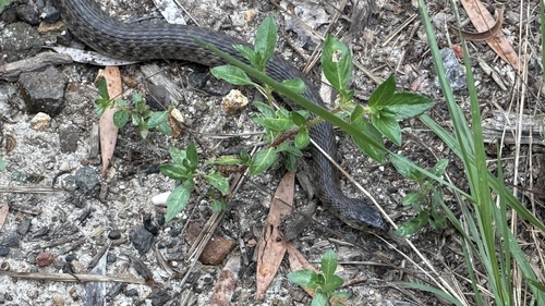Common keelback sighting
