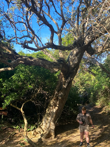 greenthorn