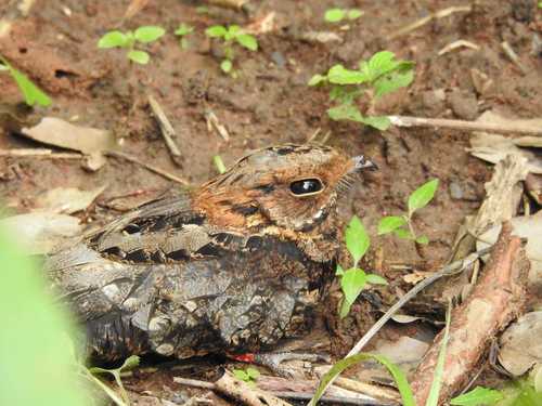 Black-shouldered Nightjar