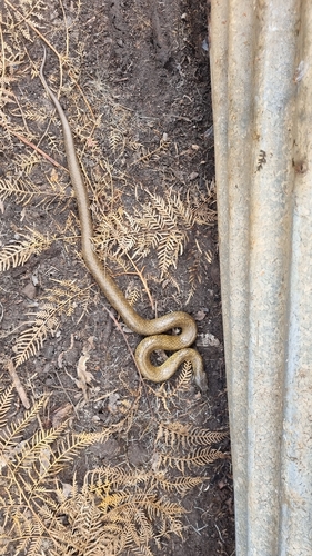 Tiger Snake sighting