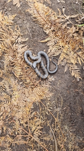 Tiger Snake sighting