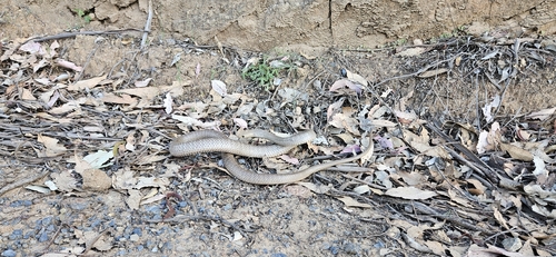 Eastern Brown Snake sighting