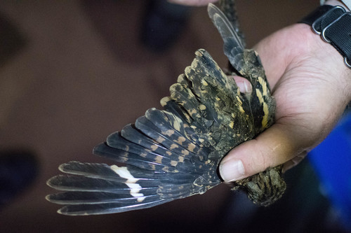 Square-tailed Nightjar
