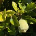 Ficus pumila - Photo (c) Frances, όλα τα δικαιώματα διατηρούνται