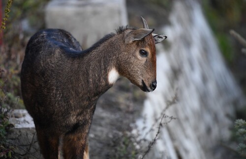 Grey Himalayan Goral