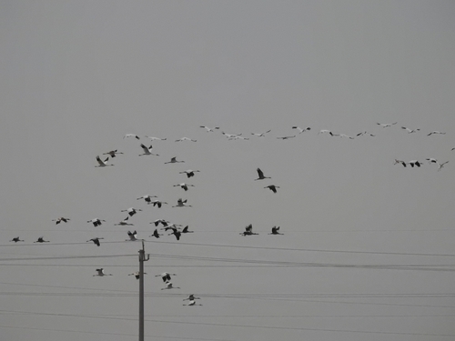 Siberian Crane
