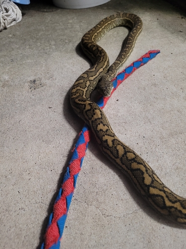 Coastal Carpet Python sighting