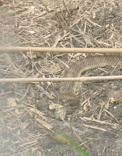 Eastern Tiger Snake sighting