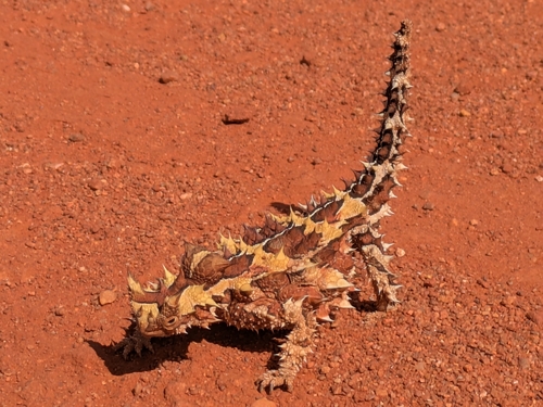 Thorny Devil