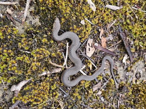 Lowlands Copperhead sighting