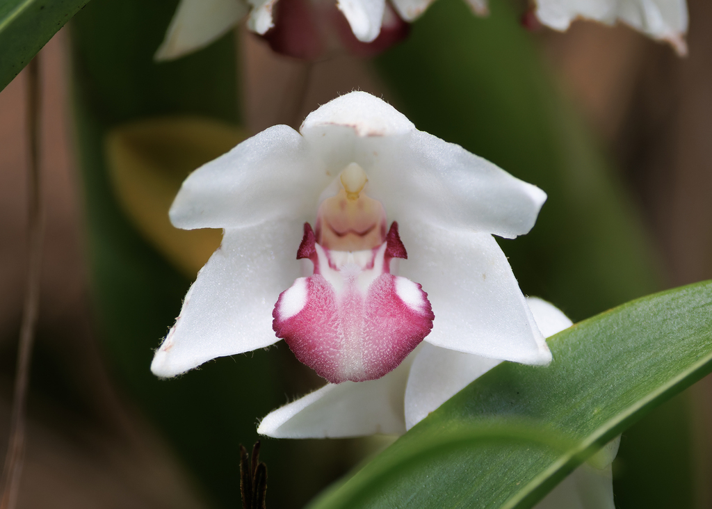Cylindrolobus marginatus (Cylindrolobus marginatus)
