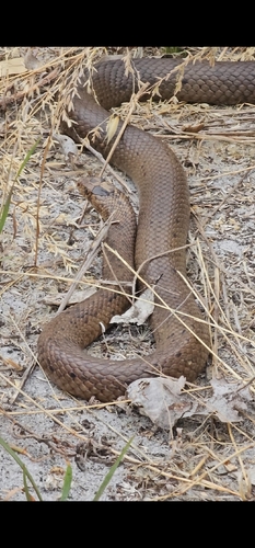 Mainland Dugite sighting