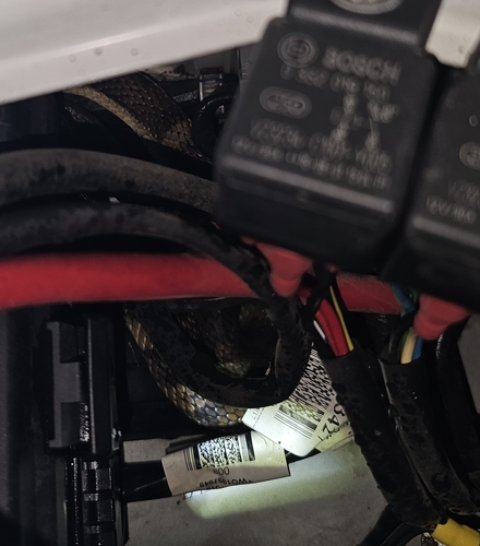 Tiger Snake sighting