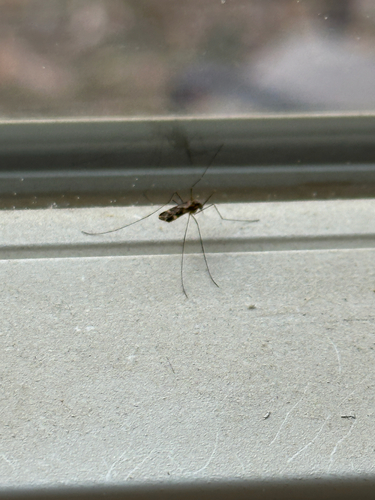Unknown species found near Woodbound Rd, Keswick, VA, US