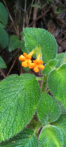 Reldia minutiflora var. veraguensis