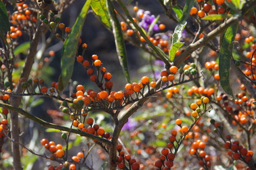 lanceleaf nightshade