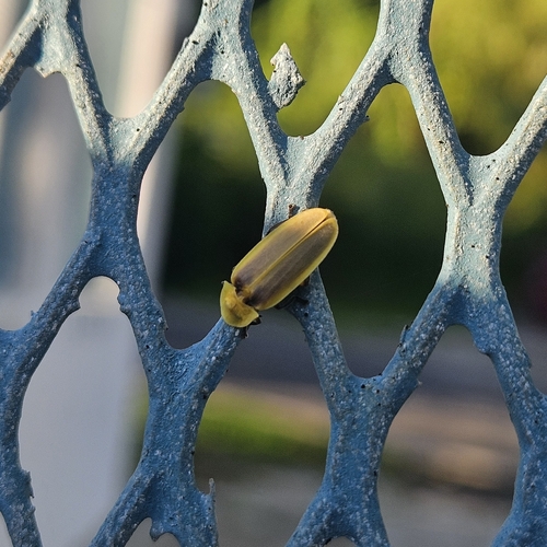 Heterophotinus viridicolor