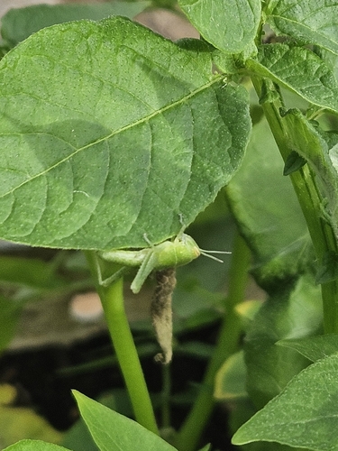 Schistocerca nitens
