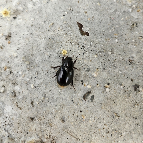 Dyscinetus dubius