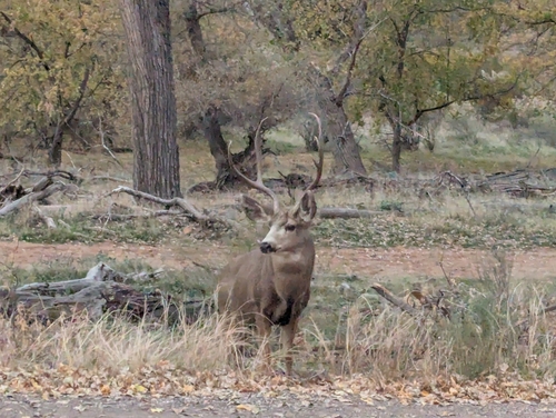 iNaturalist observation 2025-11-15