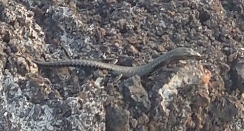 Grande Comores Snake-eyed Skink