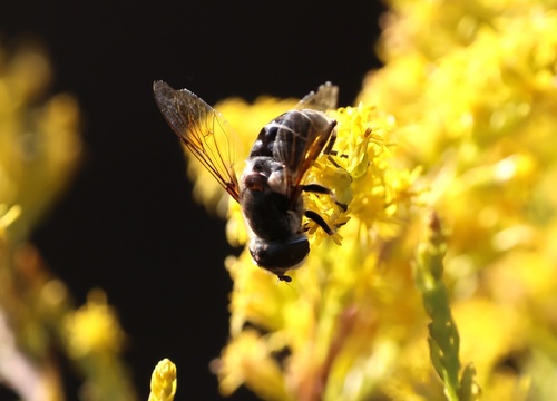 Unknown species found near Mississippi State University, Starkville, MS, US