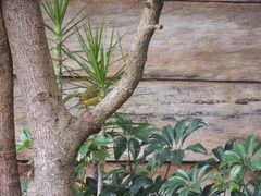 Euphonia laniirostris image
