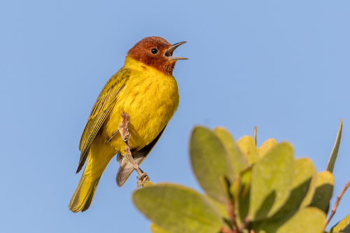 Yellow warbler