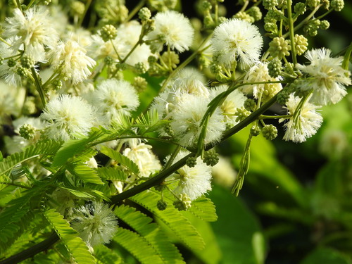 Senegalia riparia