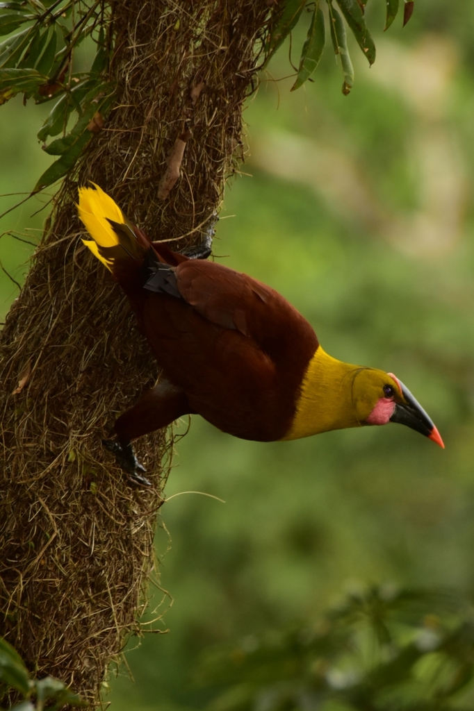 Olive Oropendola photo