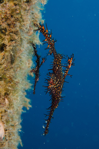 Ornate Ghostpipefish — seen at this dive site