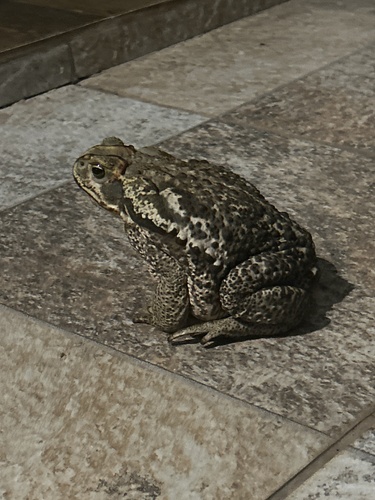 Cururu Toad