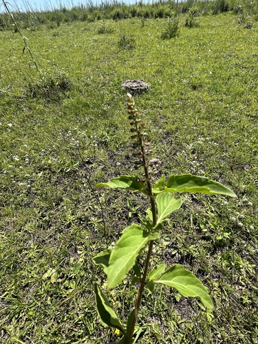 Ocimum carnosum