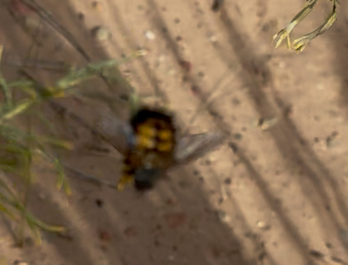 Unknown species found near Zion National Park, Virgin, UT, US