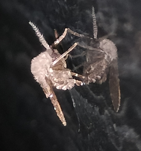 Unknown species found near Park Avenue at Reese Park (Westbound), Tallahassee, FL 32301, USA