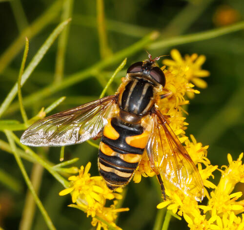Unknown species found near Orange County, US-FL, US
