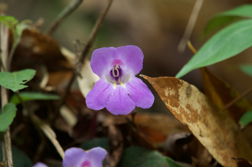 Chirita fimbrisepala