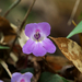 Primulina fimbrisepala - Photo (c) HUANG QIN, כל הזכויות שמורות, הועלה על ידי HUANG QIN