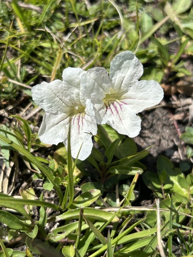Ruellia morongii