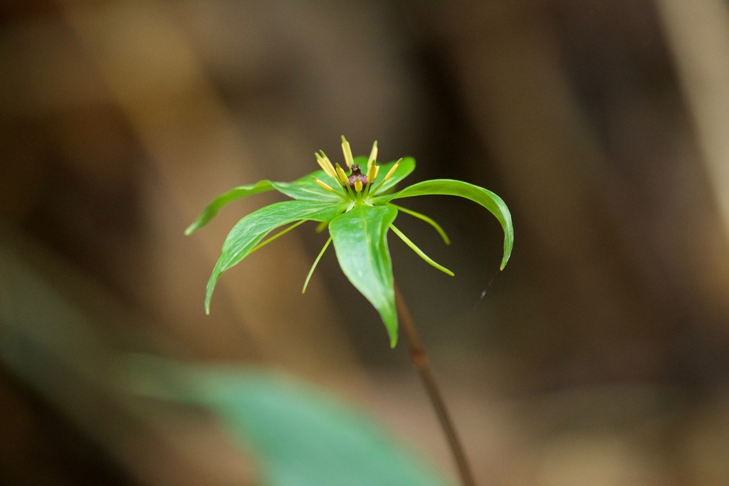 Trọnglâunhiềulá (Paris polyphylla)