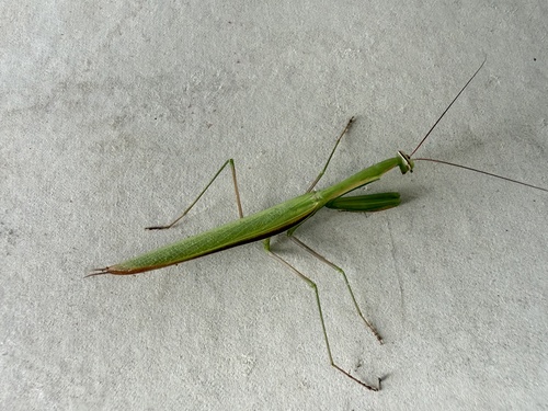 European Mantis