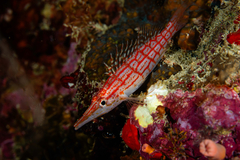Longnose Hawkfish