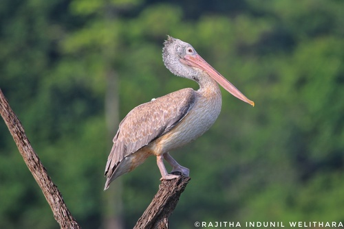 Spot-billed Pelican