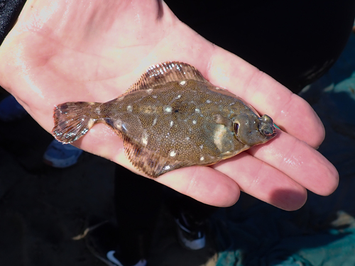 iNaturalist observation photo of Spotted Turbot
