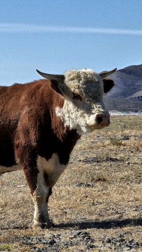 Domestic Cattle